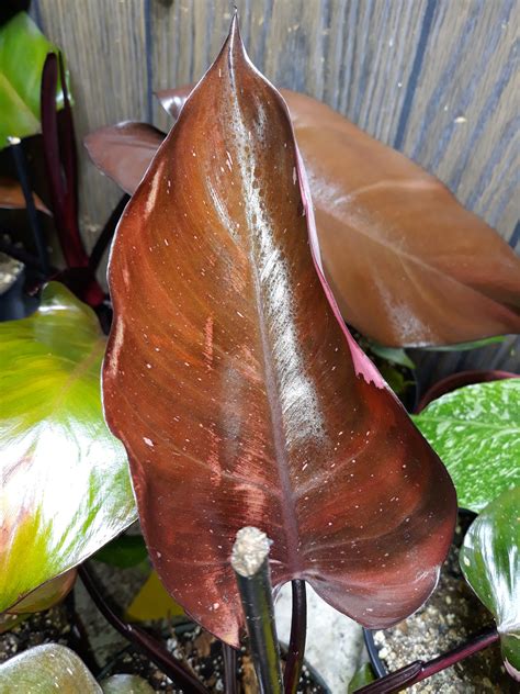 pink princess philodendron brown leaves